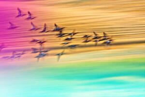 A flock of birds in flight over water.