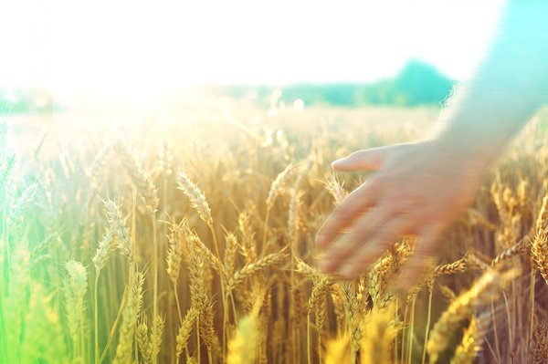 A person brushing their hand through a golden cornfield.
