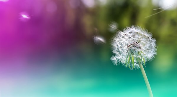 Dandelion seeds being blown away from the plant by the wind.