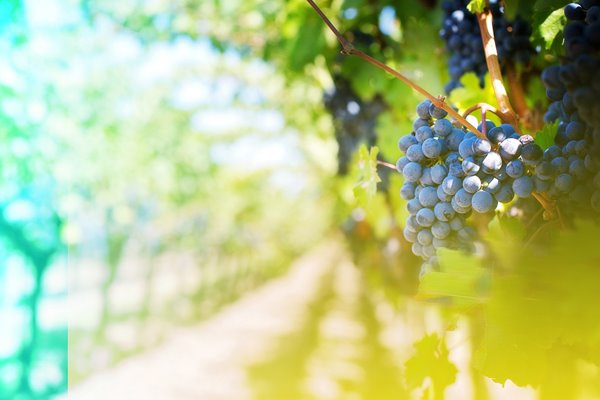 Grapes hanging from a vine in a vineyard.
