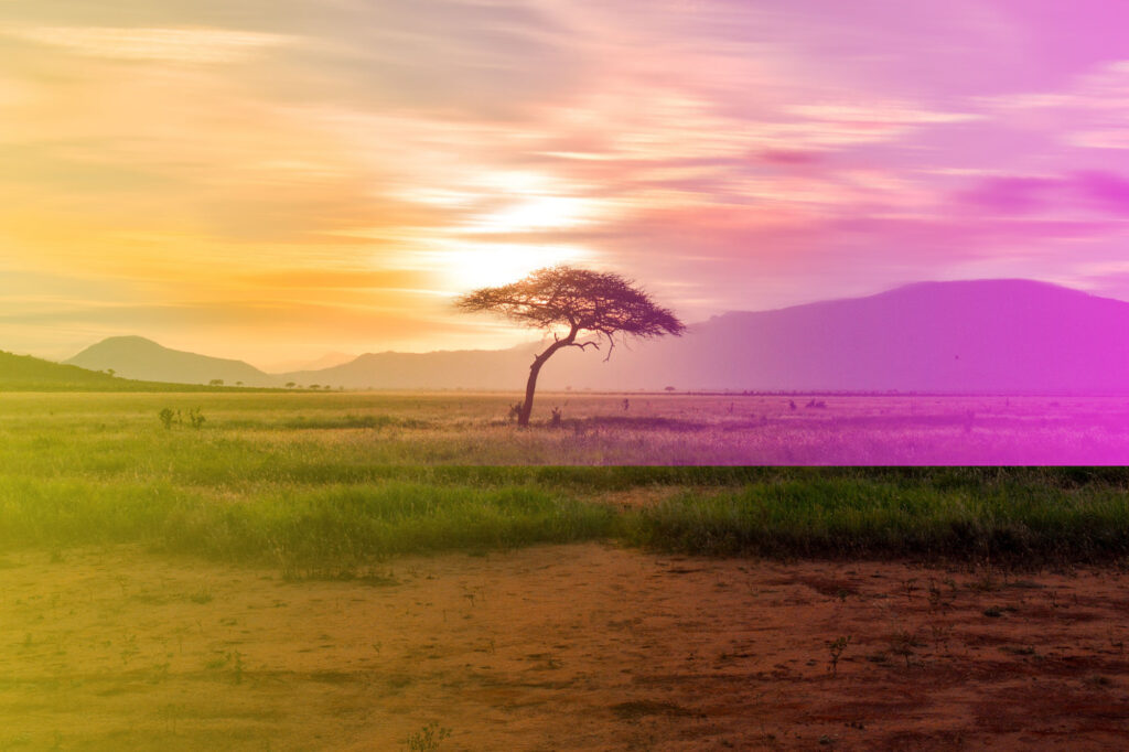Tree in the middle of a field